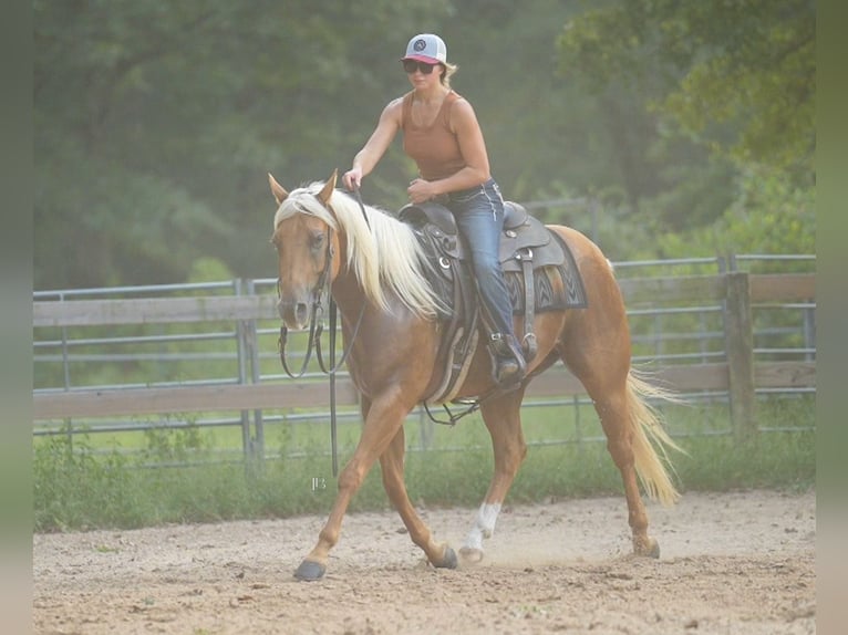 American Quarter Horse Wallach 6 Jahre 150 cm Palomino in Terrell