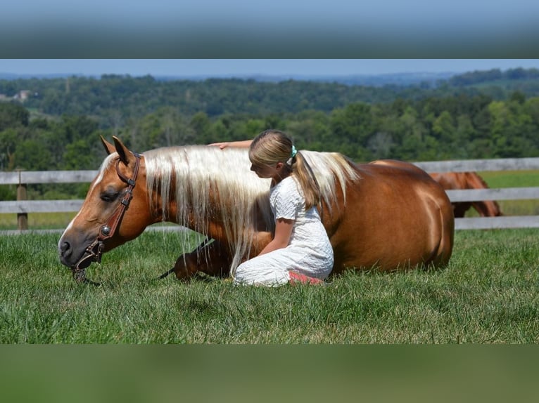 American Quarter Horse Wallach 6 Jahre 150 cm Palomino in Fredericksburg, OH