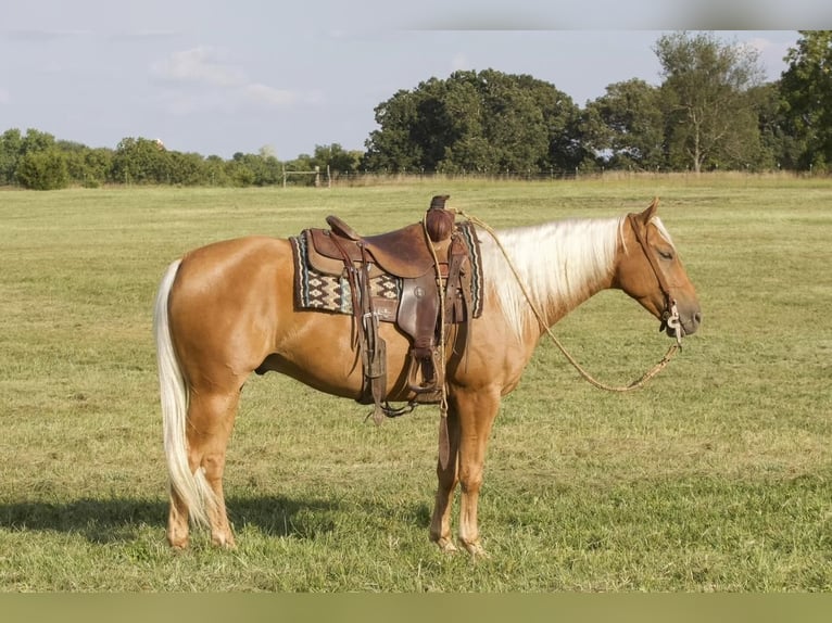 American Quarter Horse Wallach 6 Jahre 150 cm Palomino in Buffalo, MO