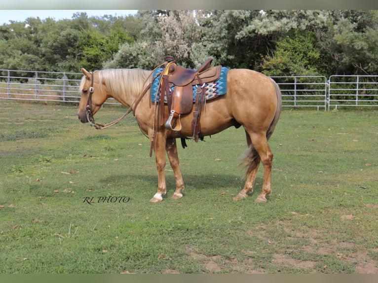 American Quarter Horse Wallach 6 Jahre 150 cm Palomino in Menan, ID
