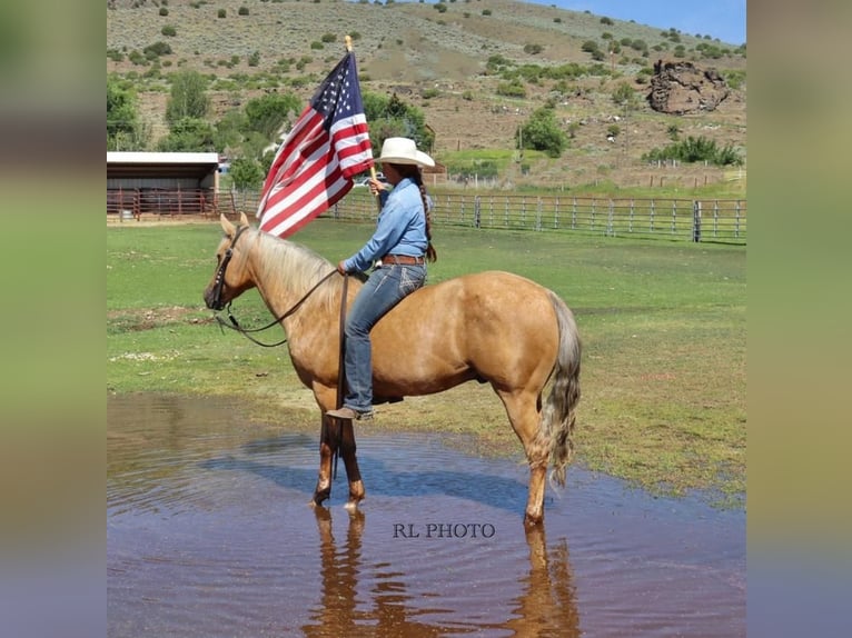 American Quarter Horse Wallach 6 Jahre 150 cm Palomino in Menan, ID