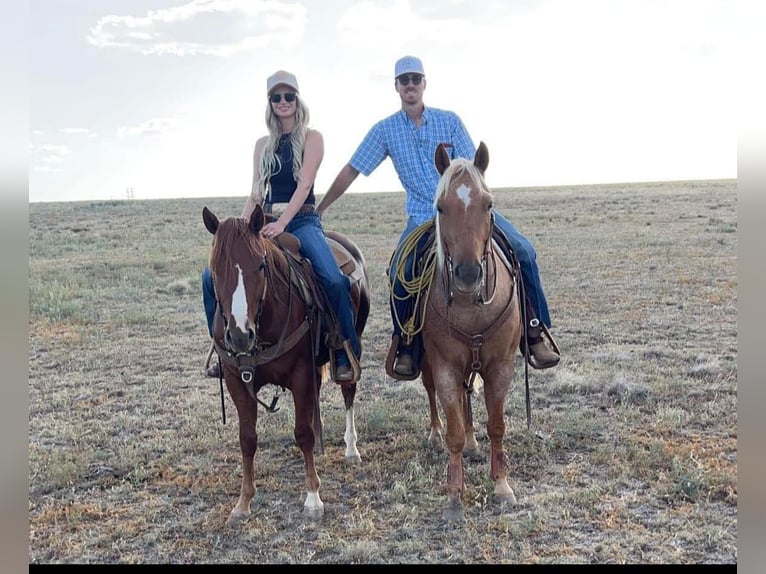 American Quarter Horse Wallach 6 Jahre 150 cm Palomino in Amarillo, TX