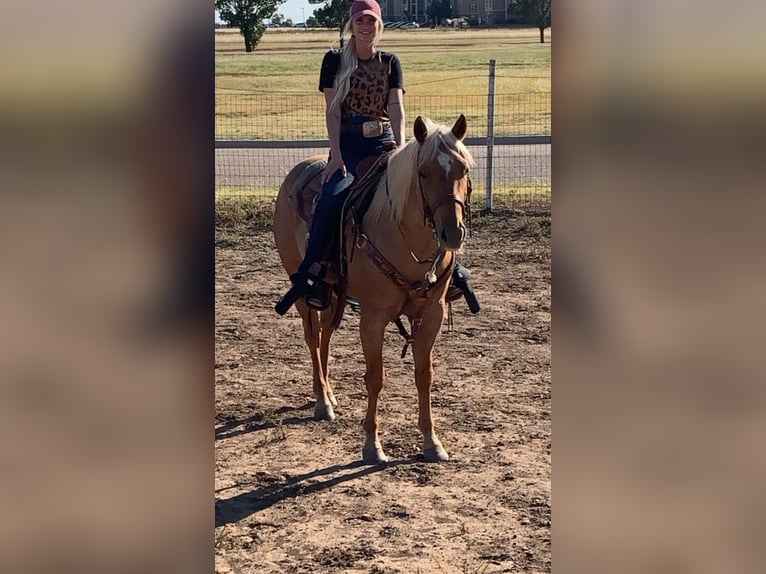 American Quarter Horse Wallach 6 Jahre 150 cm Palomino in Amarillo, TX