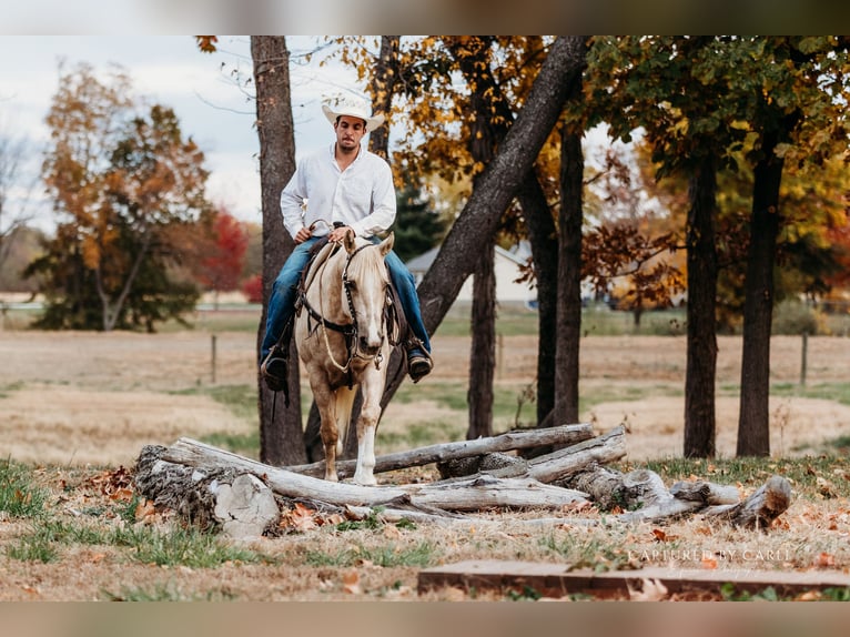 American Quarter Horse Wallach 6 Jahre 150 cm Palomino in Lewistown