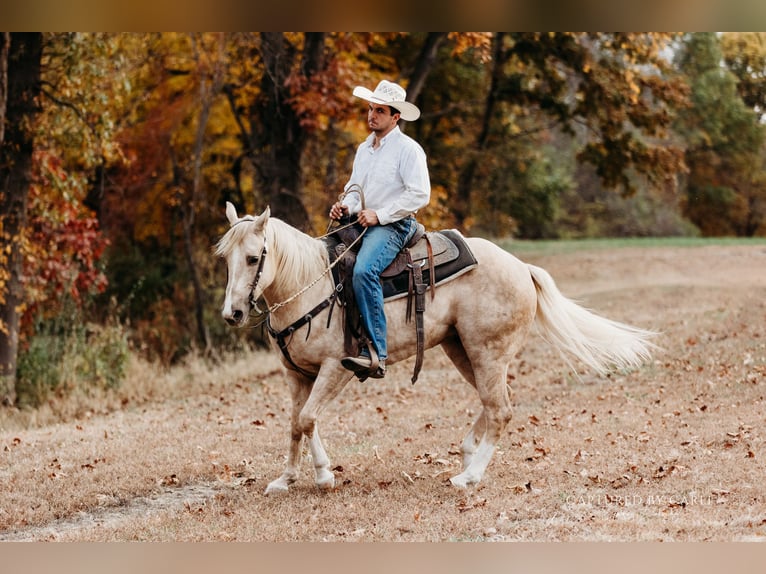 American Quarter Horse Wallach 6 Jahre 150 cm Palomino in Lewistown