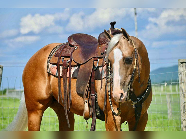 American Quarter Horse Wallach 6 Jahre 150 cm Palomino in Rebersburg, PA