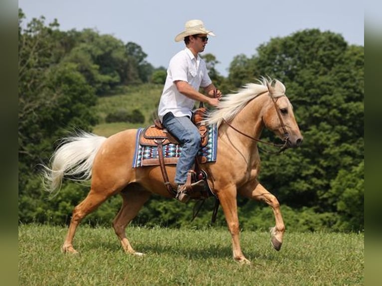 American Quarter Horse Wallach 6 Jahre 150 cm Palomino in Mount Vernon, KY