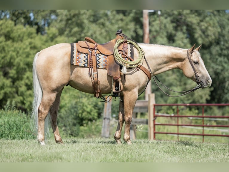 American Quarter Horse Wallach 6 Jahre 150 cm Palomino in River Falls, WI