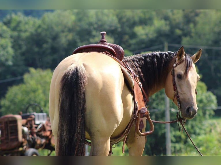 American Quarter Horse Wallach 6 Jahre 150 cm in Shippenville, PA