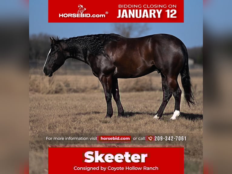 American Quarter Horse Wallach 6 Jahre 150 cm Rappe in Mount Vernon