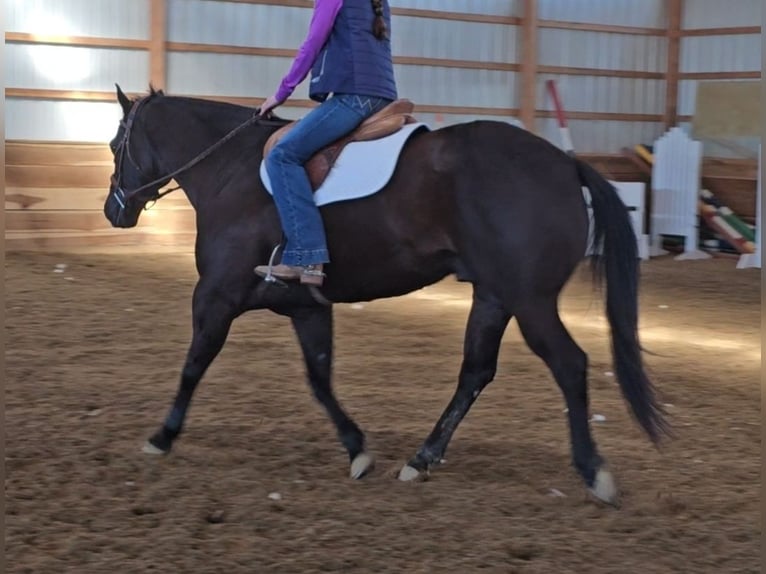 American Quarter Horse Wallach 6 Jahre 150 cm Rappe in Robards
