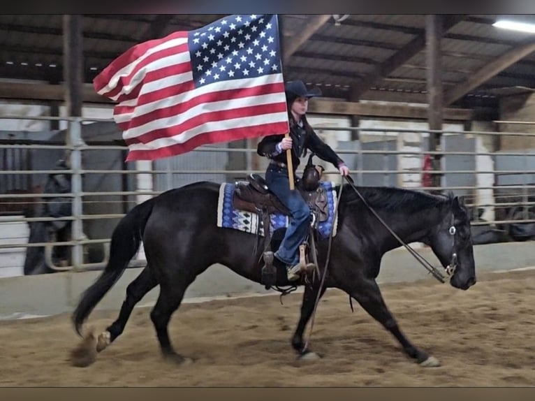 American Quarter Horse Wallach 6 Jahre 150 cm Rappe in Robards