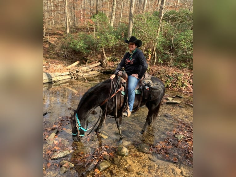 American Quarter Horse Wallach 6 Jahre 150 cm Rappe in Robards