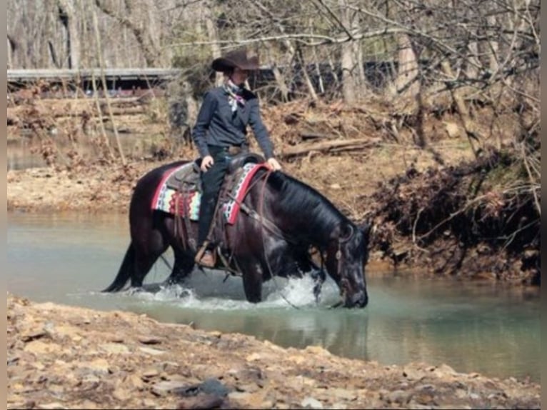 American Quarter Horse Wallach 6 Jahre 150 cm Rappe in Robards