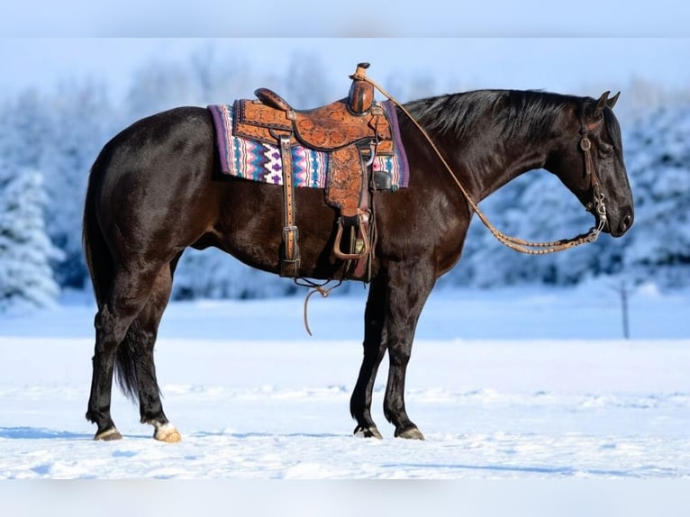 American Quarter Horse Wallach 6 Jahre 150 cm Rappe in Robards