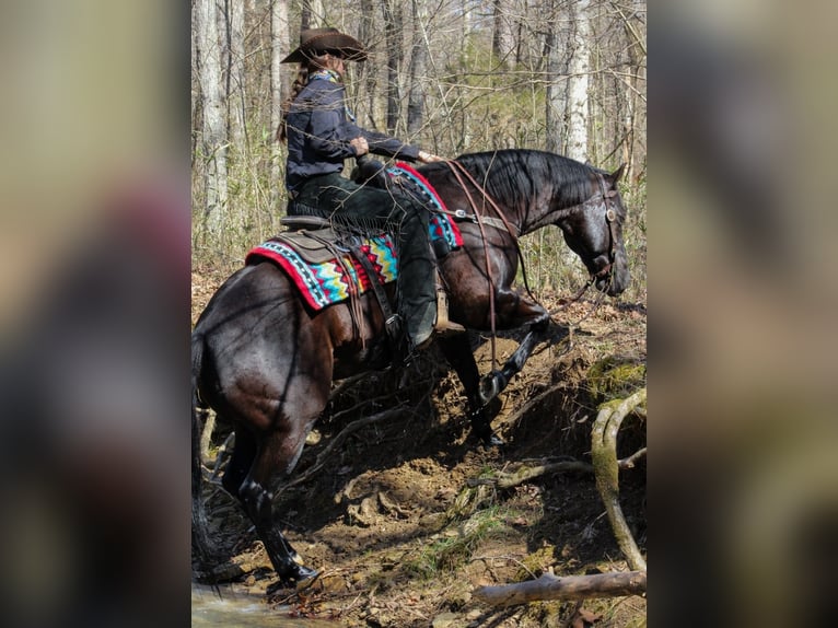 American Quarter Horse Wallach 6 Jahre 150 cm Rappe in Robards