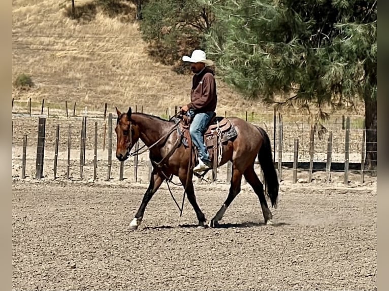 American Quarter Horse Wallach 6 Jahre 150 cm Roan-Bay in Tres Pinos