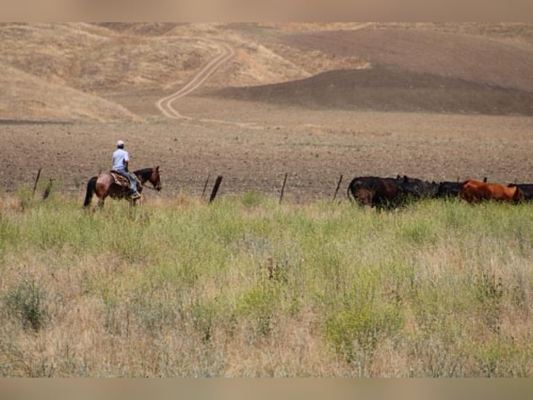 American Quarter Horse Wallach 6 Jahre 150 cm Roan-Bay in Tres Pinos