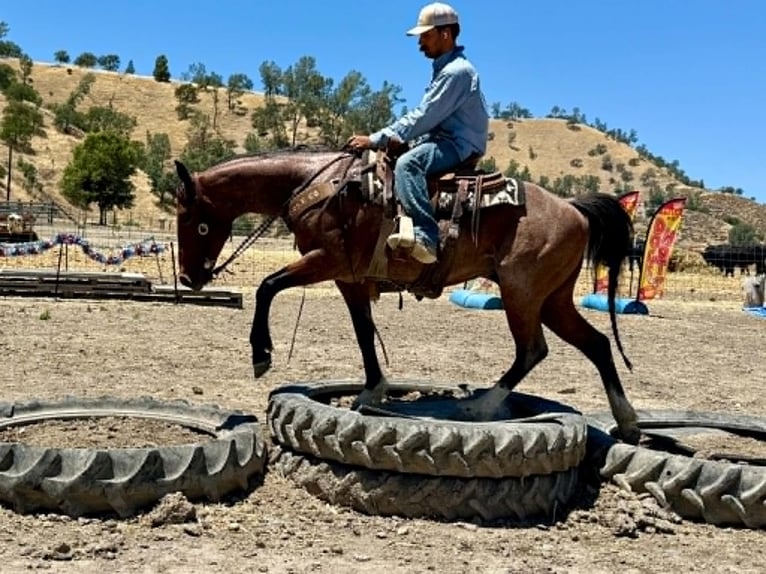 American Quarter Horse Wallach 6 Jahre 150 cm Roan-Bay in Tres Pinos