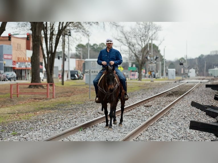 American Quarter Horse Wallach 6 Jahre 150 cm Roan-Bay in Greenbrier