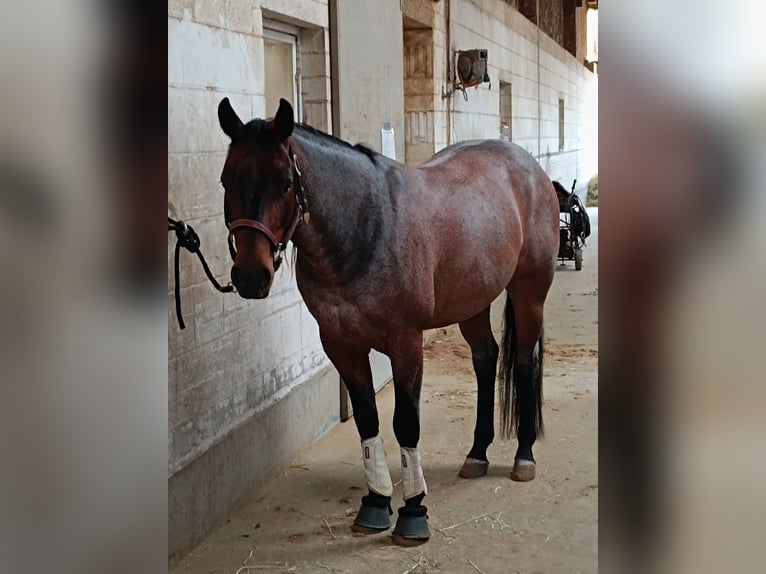 American Quarter Horse Wallach 6 Jahre 150 cm Roan-Bay in Nidderau