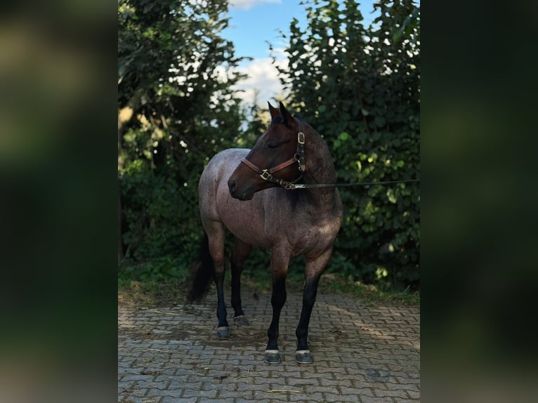 American Quarter Horse Wallach 6 Jahre 150 cm Roan-Bay in Nidderau