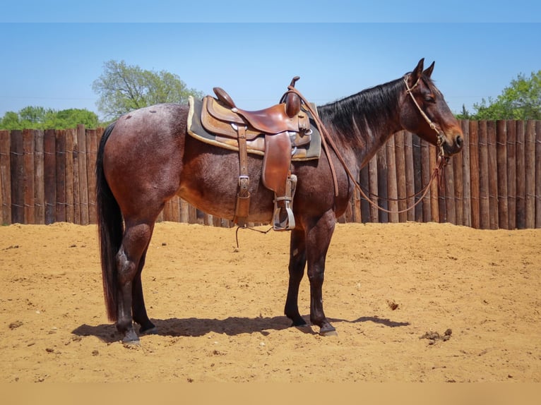 American Quarter Horse Wallach 6 Jahre 150 cm Roan-Bay in jOSHUA tx