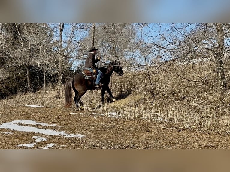 American Quarter Horse Wallach 6 Jahre 150 cm Roan-Blue in Cannon Falls