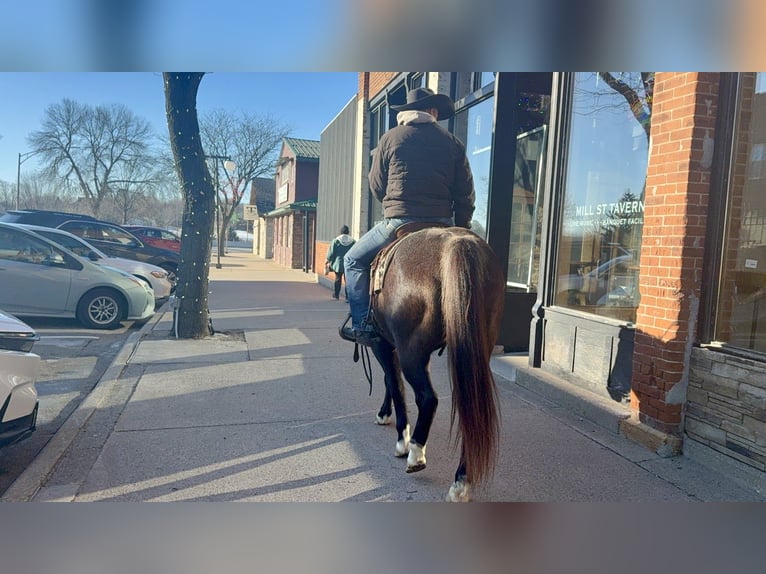 American Quarter Horse Wallach 6 Jahre 150 cm Roan-Blue in Cannon Falls