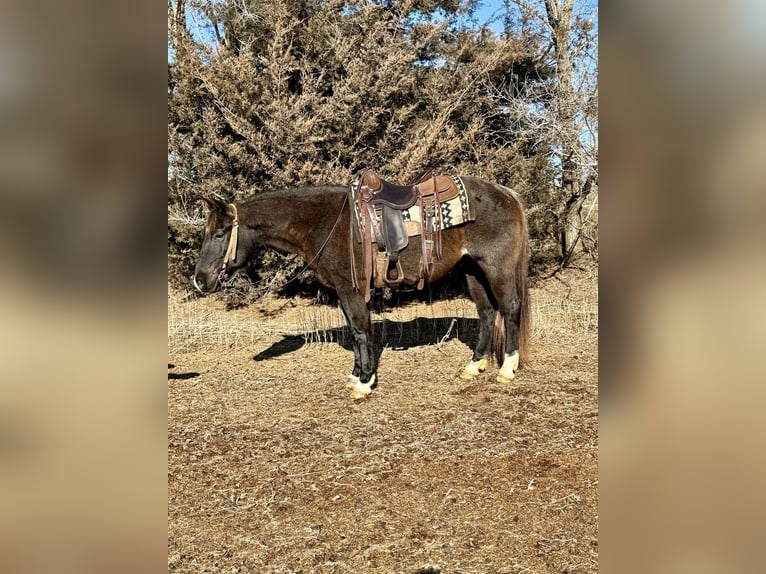 American Quarter Horse Wallach 6 Jahre 150 cm Roan-Blue in Cannon Falls