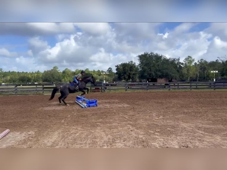 American Quarter Horse Wallach 6 Jahre 150 cm Roan-Blue in Cannon Falls