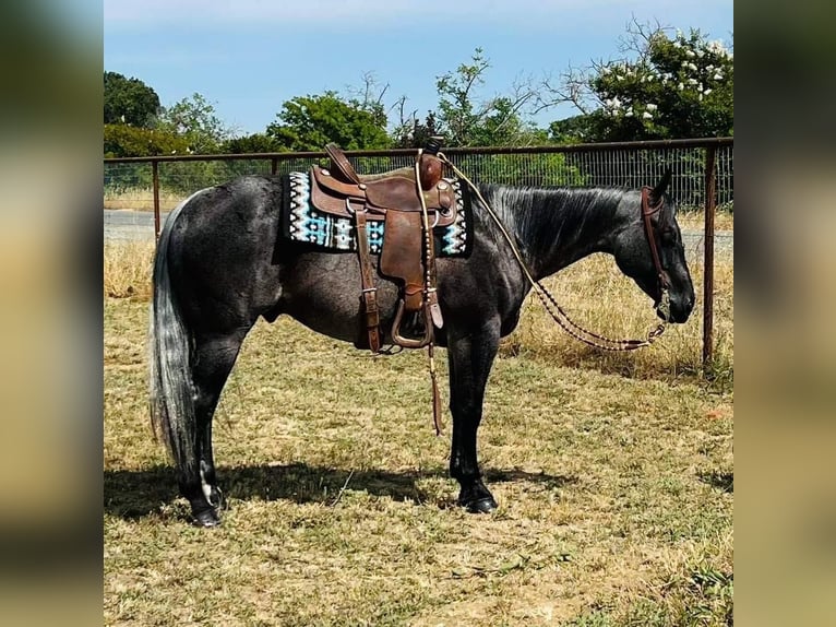 American Quarter Horse Wallach 6 Jahre 150 cm Roan-Blue in Gerber, CA