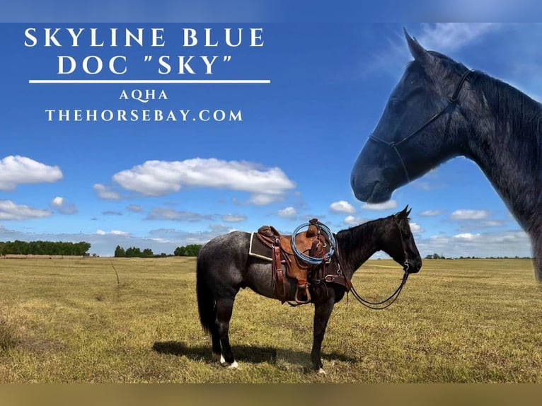 American Quarter Horse Wallach 6 Jahre 150 cm Roan-Blue in Hodgenville, KY
