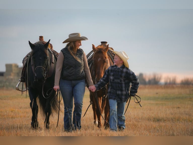 American Quarter Horse Wallach 6 Jahre 150 cm Roan-Red in Saint Anthony