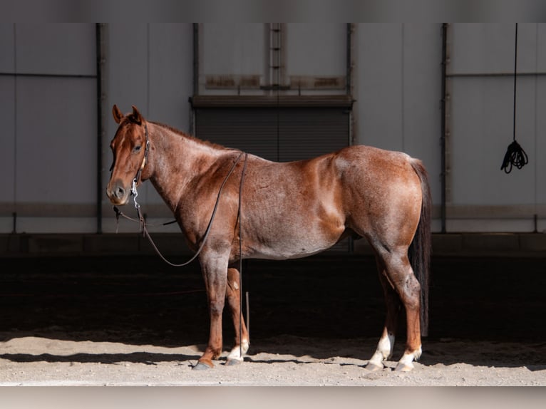 American Quarter Horse Wallach 6 Jahre 150 cm Roan-Red in Saint Anthony
