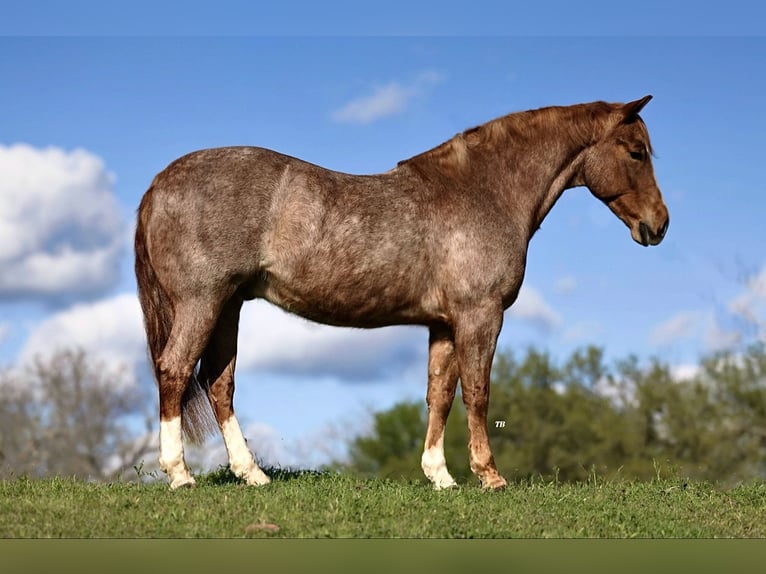 American Quarter Horse Wallach 6 Jahre 150 cm Roan-Red in Lipan, TX
