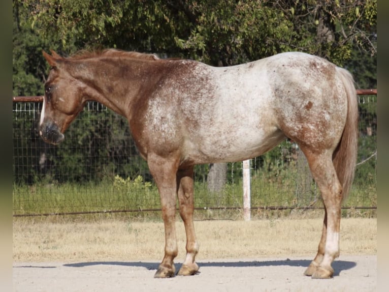 American Quarter Horse Wallach 6 Jahre 150 cm Roan-Red in Breckenridge, TX