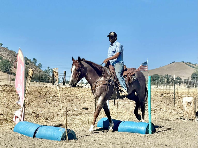 American Quarter Horse Wallach 6 Jahre 150 cm Roan-Red in Paicines CA