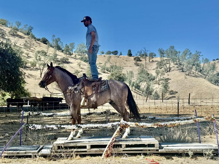American Quarter Horse Wallach 6 Jahre 150 cm Roan-Red in Paicines CA