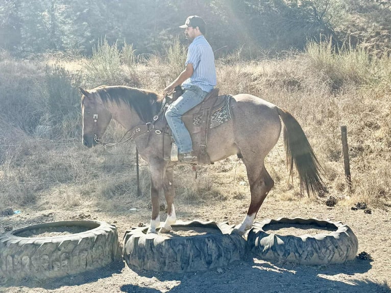 American Quarter Horse Wallach 6 Jahre 150 cm Roan-Red in Paicines CA
