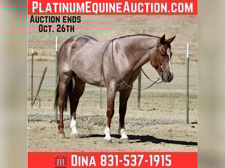 American Quarter Horse Wallach 6 Jahre 150 cm Roan-Red in Paicines CA
