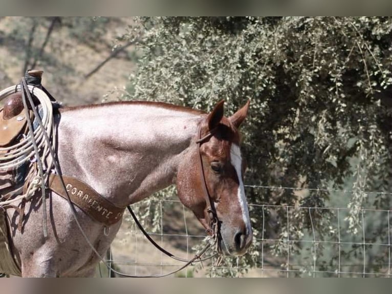 American Quarter Horse Wallach 6 Jahre 150 cm Roan-Red in Paicines CA