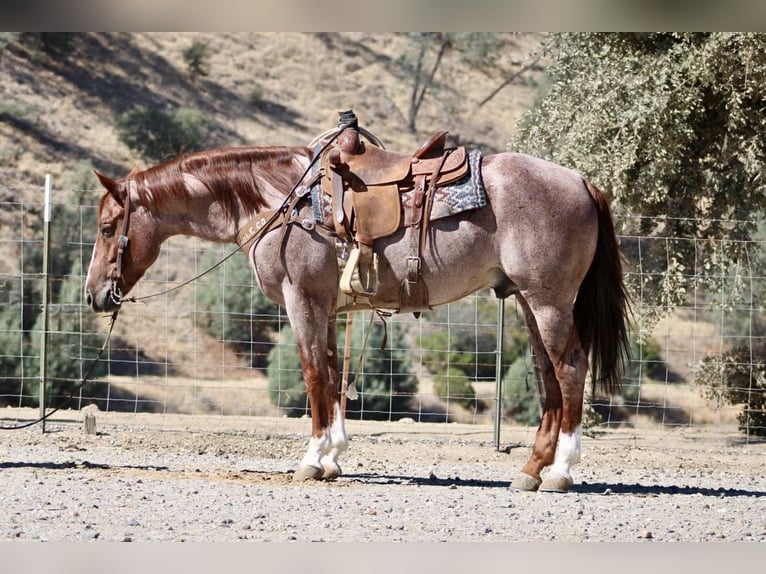 American Quarter Horse Wallach 6 Jahre 150 cm Roan-Red in Paicines CA