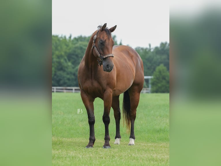 American Quarter Horse Wallach 6 Jahre 150 cm Rotbrauner in Terrell