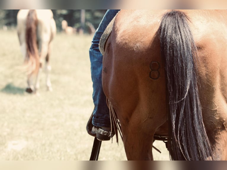 American Quarter Horse Wallach 6 Jahre 150 cm Rotbrauner in Carthage