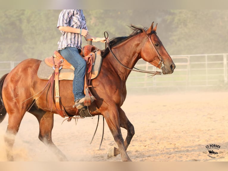 American Quarter Horse Wallach 6 Jahre 150 cm Rotbrauner in Carthage