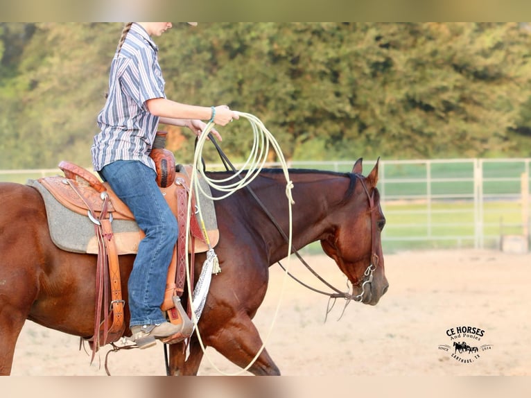 American Quarter Horse Wallach 6 Jahre 150 cm Rotbrauner in Carthage