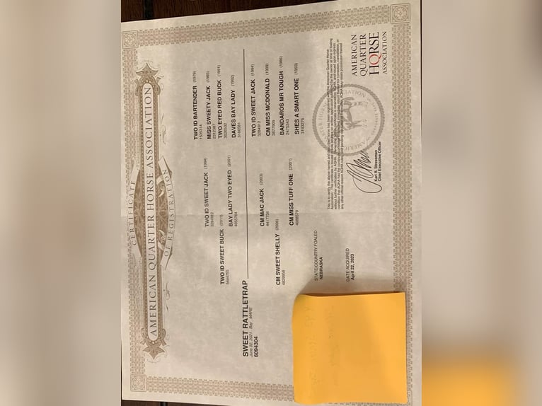 American Quarter Horse Wallach 6 Jahre 150 cm Rotbrauner in Calhoun City MS