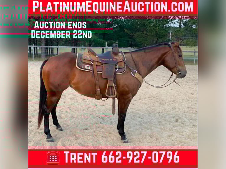 American Quarter Horse Wallach 6 Jahre 150 cm Rotbrauner in Calhoun City MS