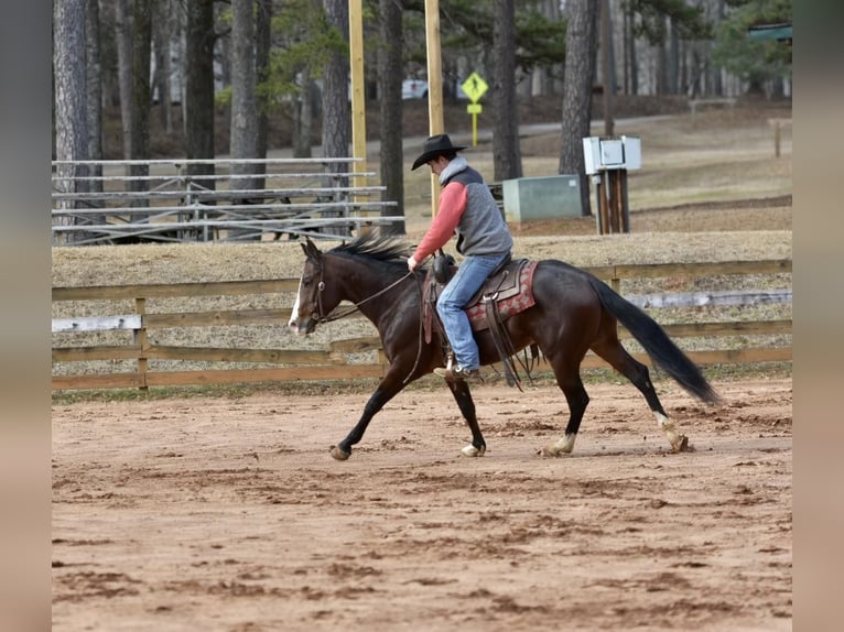 American Quarter Horse Wallach 6 Jahre 150 cm Rotbrauner in Sweet Springs MO